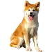  Dog Size: 4XL