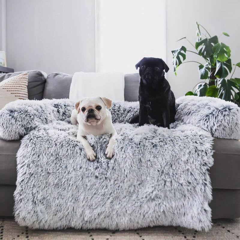 Two little dogs chilling on the sofa with a soft cover made for pets