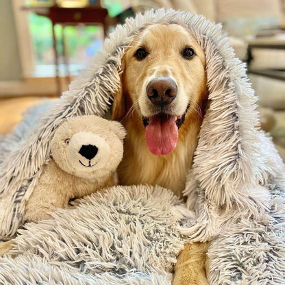Golden Retriever all cosy with a teddy and a fluffy blanket