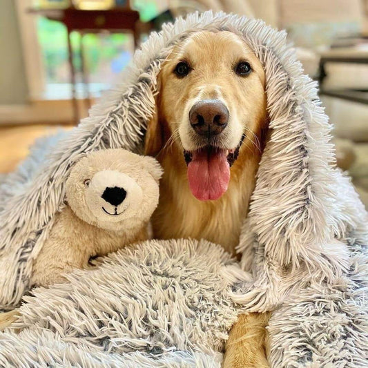 Golden Retriever all cosy with a teddy and a fluffy blanket