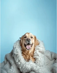 Photo of Calming pet blanket