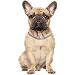  Dog Size: L
