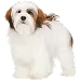  Dog Size: M