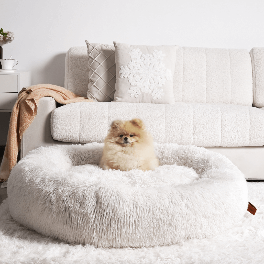 Beautiful Mr Fluffy Friends Dog Bed Moment in 4K Beautiful Mr Fluffy Friends Dog Bed Moment in 4K