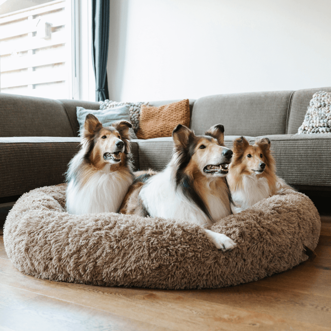 Three collie dogs sitting together on a large, fluffy dog bed in a cozy living room