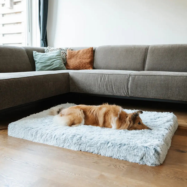 Does your pet get the support they need?