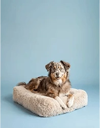 Photo of Orthopaedic dog pillow