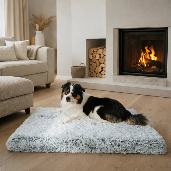 Does your pet get the support they need?