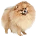  Dog Size: S