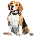  Dog Size: XL