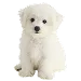  Dog Size: XS