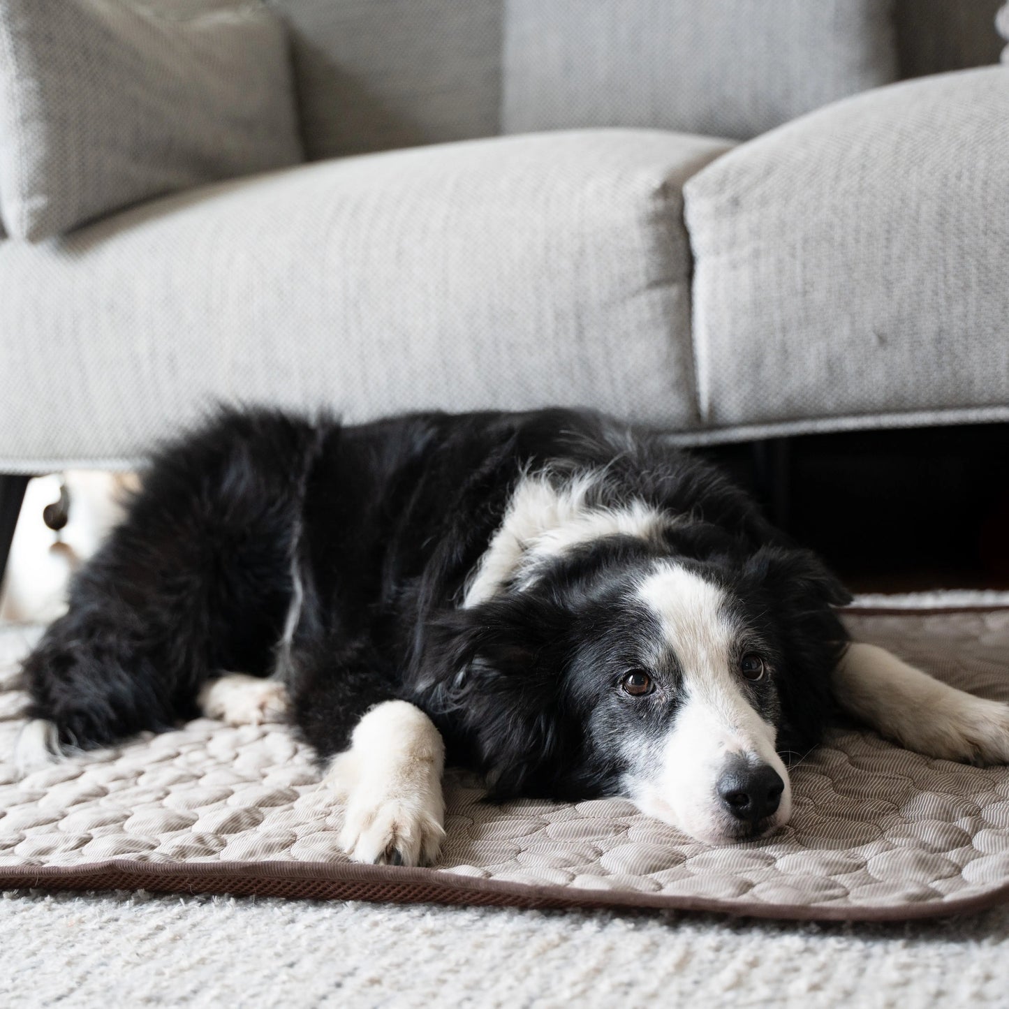 MrFluffyFriend™ - Cooling Mat for Dogs