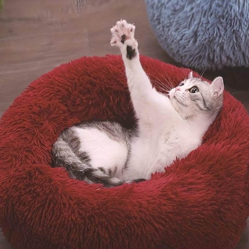 Playful gray and white cat with raised paw lounging in a soft red anxiety relieving cat bed